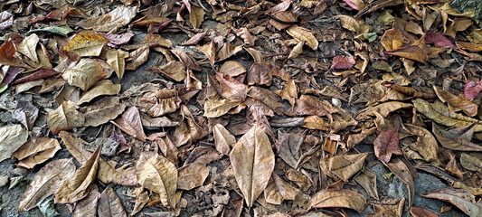 dry leaves from scattered teak trees	
