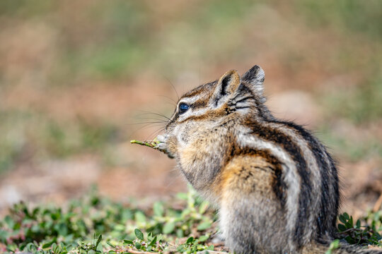 The least chipmunk (Neotamias minimus) is the smallest species of chipmunk and the most widespread in North America. John Moulton Homestead / Mormon Row, Grand Teton National Park, Teton County