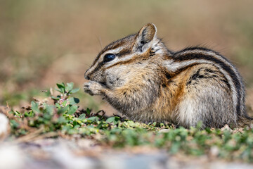The least chipmunk (Neotamias minimus) is the smallest species of chipmunk and the most widespread in North America. John Moulton Homestead / Mormon Row, Grand Teton National Park, Teton County