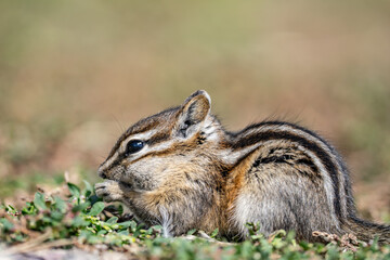 The least chipmunk (Neotamias minimus) is the smallest species of chipmunk and the most widespread in North America. John Moulton Homestead / Mormon Row, Grand Teton National Park, Teton County

