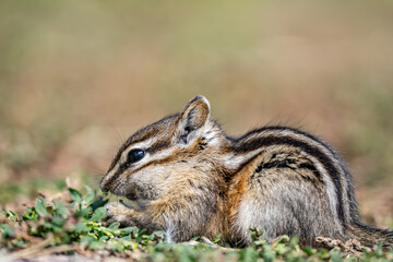 The least chipmunk (Neotamias minimus) is the smallest species of chipmunk and the most widespread in North America. John Moulton Homestead / Mormon Row, Grand Teton National Park, Teton County

