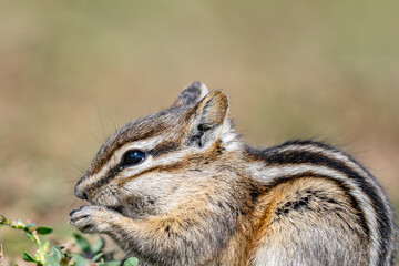 The least chipmunk (Neotamias minimus) is the smallest species of chipmunk and the most widespread...