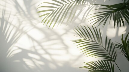 A close-up of palm leaves casting intricate shadows on a light wall, creating a serene and tropical atmosphere.