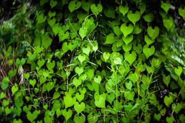 green ivy leaves background