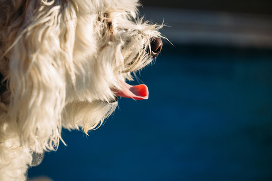 Profile of a while dog with tongue out
