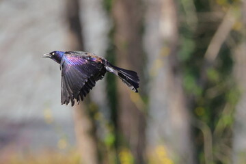 Colorful, shimmery, iridescent blackbird in flight. 