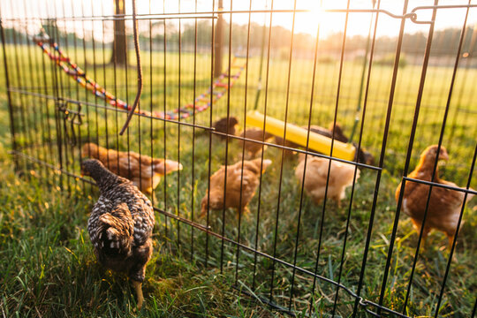 Hens in a chicken coop at sunset