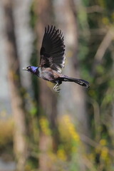 Colorful, shimmery, iridescent blackbird in flight. 