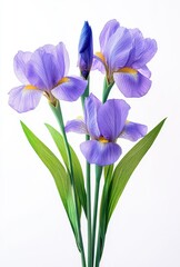 Naklejka premium Beautiful Arrangement of Purple Iris Flowers with Green Leaves on a White Background for Nature and Floral Themes