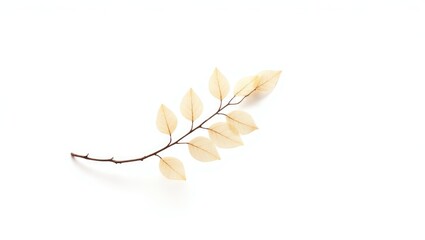 Small branch with dried leaves isolated on a white background.