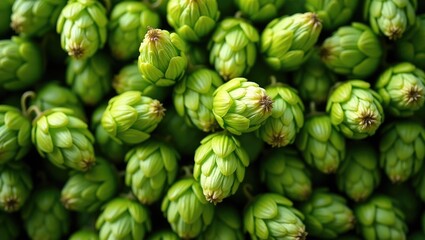 Obraz premium Green ripe hop cones for brewery and bakery background design.