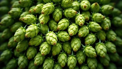 Obraz premium Green ripe hop cones for brewery and bakery patterned background.