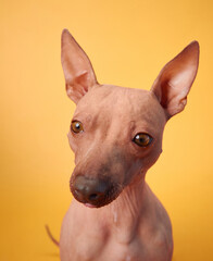 An inquisitive American Hairless Terrier dog sits against a yellow background, gazing curiously at...