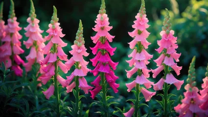  Snapdragon flowers in shades of pink. © ArtificialHorizons