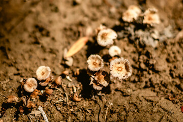 Wild Belizean Mushrooms taken in Cayo