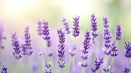 Naklejka premium A close-up of flowers with a blurred foreground and background