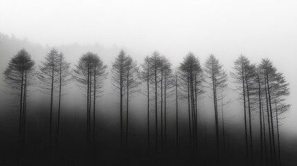 Fototapeta premium Foggy Forest Silhouette