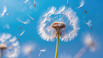 Obraz premium Macro dandelion against a blue backdrop. Freedom to Wish. Close-up of seeds. Concept of hope and dreaming. Fragility. Soft focus. Macro nature.