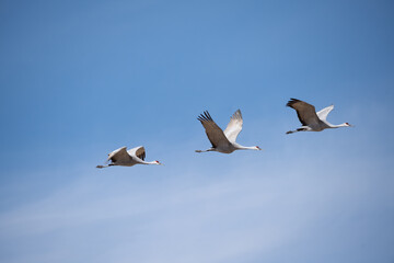 Fototapeta premium Sandhill Cranes