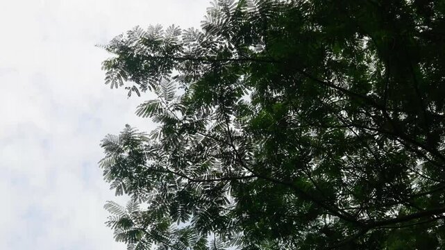 Chain of Jeungjing trees (Paraserianthes falcataria) swaying in the wind