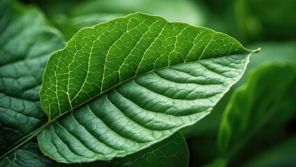 Obraz premium Green leaf backdrop and texture.