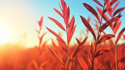Vibrant red foliage illuminated by sunset in a serene landscape with soft sunlight