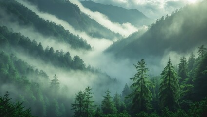 Forested mountains shrouded in mist and low clouds. Stunning misty mountainous landscape.
