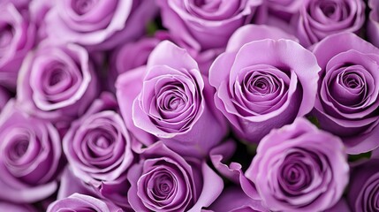 Obraz premium A close-up photo of several large, purple roses with extended lengths