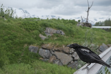 Obraz premium Black raven perched on a railing in Kenai Fjords National Park Alaska