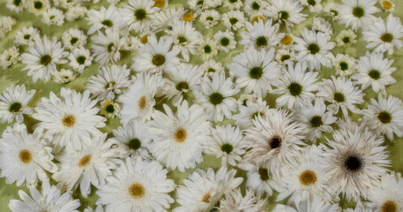 flowers daisies dreamy abstract pretty special occasion green background