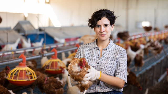 young Latin woman farmer worker in gloves taking care of chicken during work in henhouse, indoors