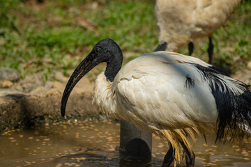 Close-up of a sacred ibis with a long curved beak, standing near a water source with wet feathers