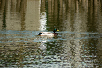 Wild mallard duck swimming alone in a peaceful lake, its reflection visible in the moving water