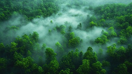 Obraz premium Misty green forest aerial view.