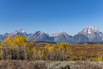 Populus tremuloides is a deciduous tree native to cooler areas of North America, quaking aspen,trembling aspen, American aspen, Willow Flats, Moran, Wyoming. Grand Teton National Park. 