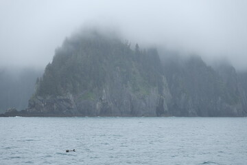 Foggy eerie trees in Kenai peninsula Kenai Fjords National Park Alaska