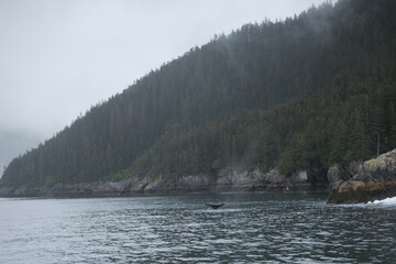 Foggy eerie trees in Kenai peninsula Kenai Fjords National Park Alaska