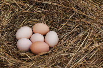 Fresh, natural chicken eggs from free-range hens with rich taste and high nutritional value.