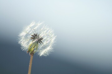 dandelion seed head