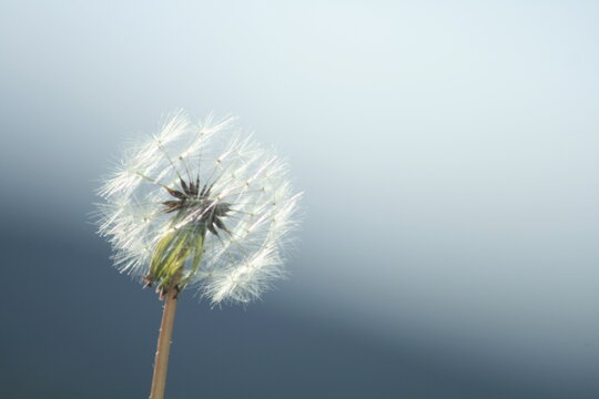 dandelion seed head