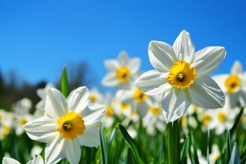 Daffodils with white petals and yellow centers thrive in a lush green garden, showcasing their beauty under the sunlight on a clear spring day Generative AI
