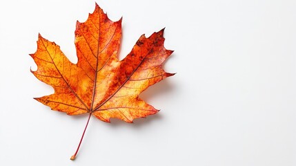 Fototapeta premium Realistic maple leaf on the left against a white backdrop
