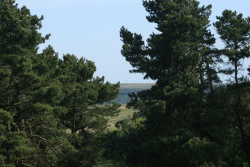 pine trees in the mountains