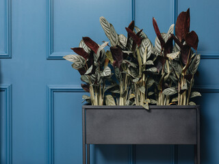Striped Calathea Plants in a Modern Indoor Planter Against a Vibrant Blue Paneled Wall