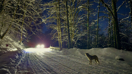 A lone dog stands on a snowy forest road in night, surrounded by frost-covered trees