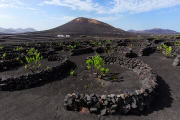 Vineyards on black volcanic soil in La Geria area, Lanzarote, Canary Islands, Spain