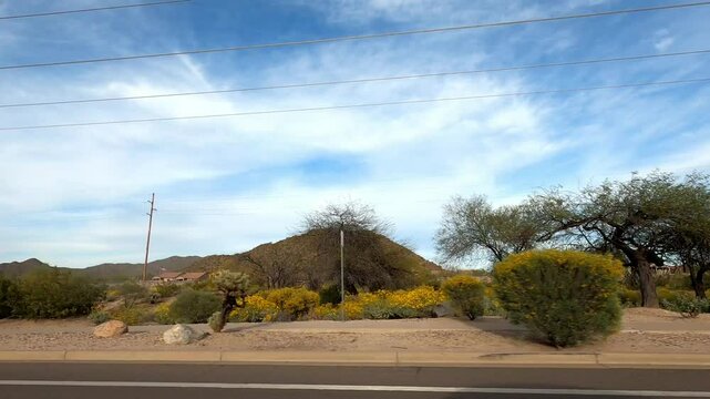 Arizona Driving 1767 Tempe Sunflower