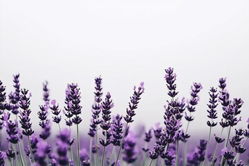 Fototapeta premium Grayscale garden with only the deep purple of a lavender field remaining in color adding a dreamy effect