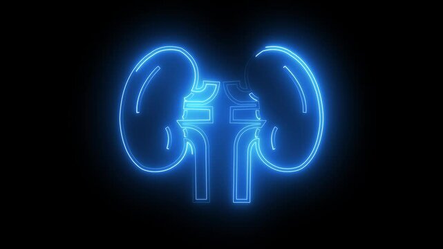 Glowing neon line Human kidney icon animation with blue color on black background. neon line Urinary system part symbol.