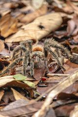 aranha caranguejeira na cidade de Santa Rita do Itueto, Estado de Minas Gerais, Brasil